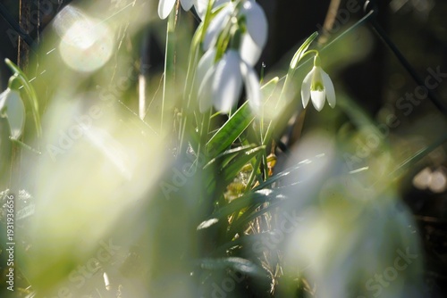 Abstraktes Motiv mit Schneeglöckchen in der Natur bei Sonne im Frühling