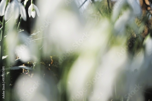 Abstraktes Motiv mit Schneeglöckchen in der Natur bei Sonne im Frühling