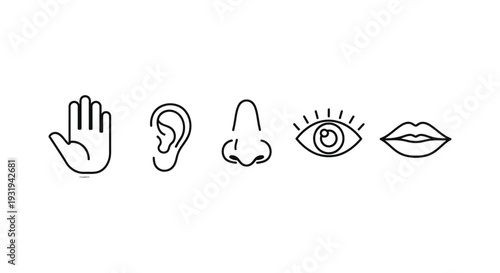 minimalist line art icons illustrating the five human senses touch hearing smell sight and taste isolated on a white background.