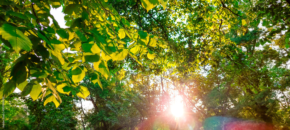 Fototapeta premium Sunlight through green forest leaves at sunset