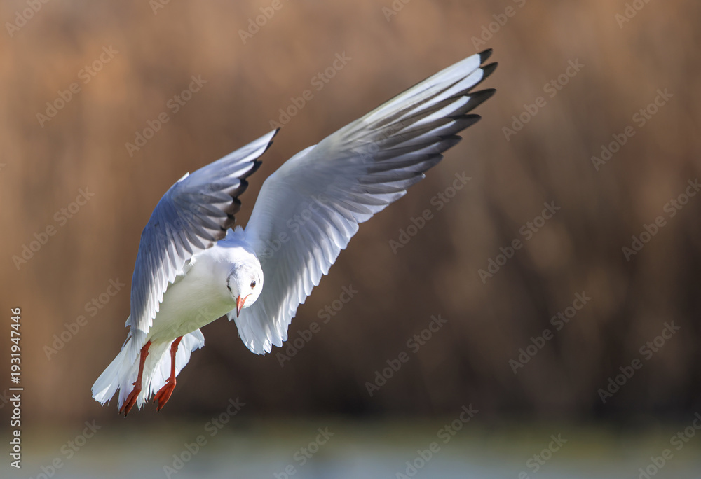 Obraz premium seagull flying ower the lake