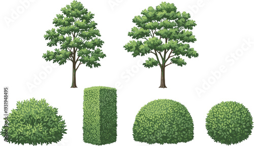 Illustration of deciduous trees with green foliage and various shaped bushes, showcasing landscaping design, botanical diversity, gardening references, and plant structure variations