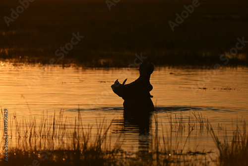 Silhouette of Yawning Hippopotamus (Hippopotamus amphibius) in Water During Golden Sunset in Botswana
