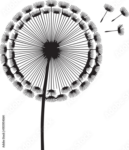 Dandelion Seed Head Puffball Silhouettes with Fine Radial Geometry