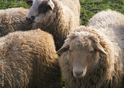 Schafherde auf grüner Weide bei Sonne im Frühling