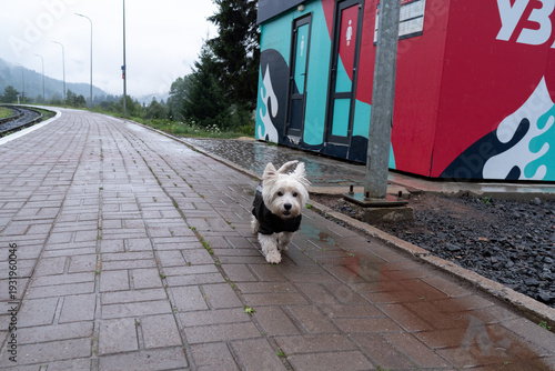 West Highland White Terrier walking on a train station platform with mountains on background.