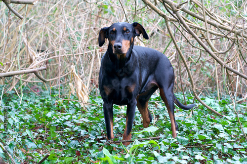 Black Doberman dog in the country side 