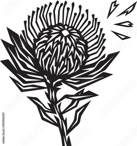 Exotic Pincushion Protea Silhouettes with Sharp Geometric Radial Petals