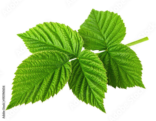 Vibrant green leaves with detailed veins on a black background