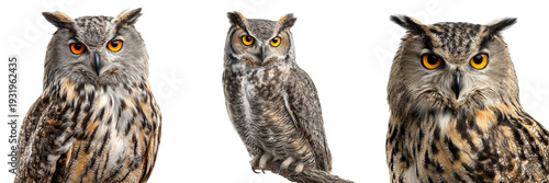 Set of Spotted owl perched on transparent png background. Ai generated