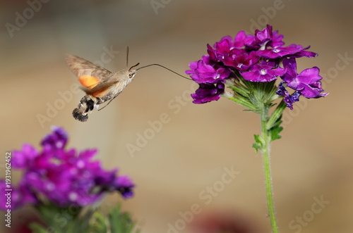 Hawk Moth