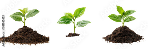 Set of Young green sprout emerging from fertile soil mound on transparent png background. Ai generated
