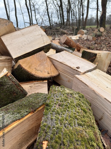 Tableau sur toile Stacked Firewood Logs in Forest – Natural Timber Background
