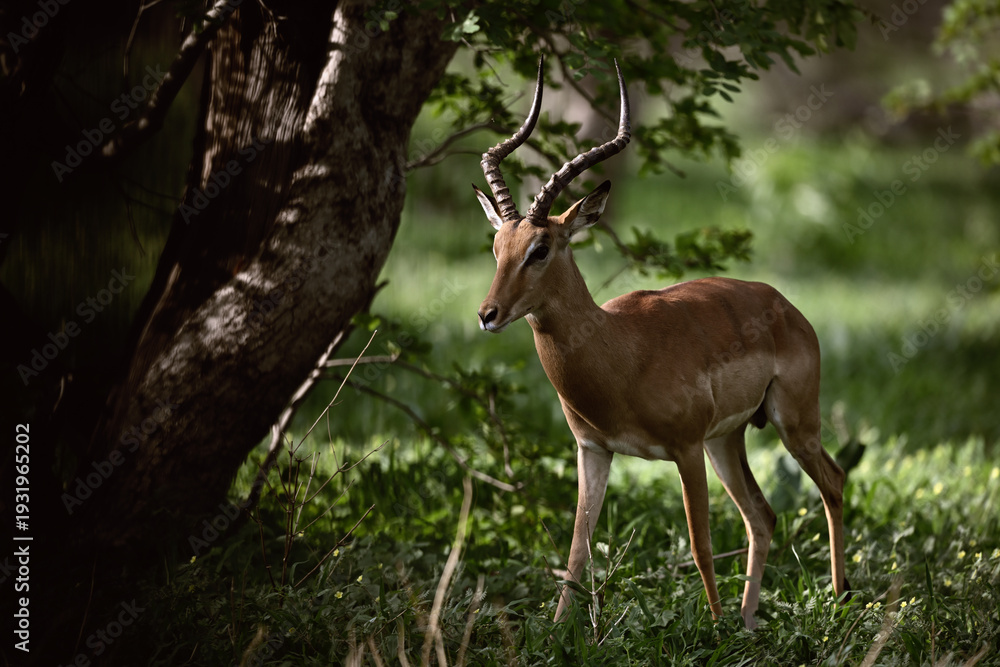 Obraz premium Male Impala (Aepyceros melampus) Standing in Dappled Sunlight Under a Tree in Botswana