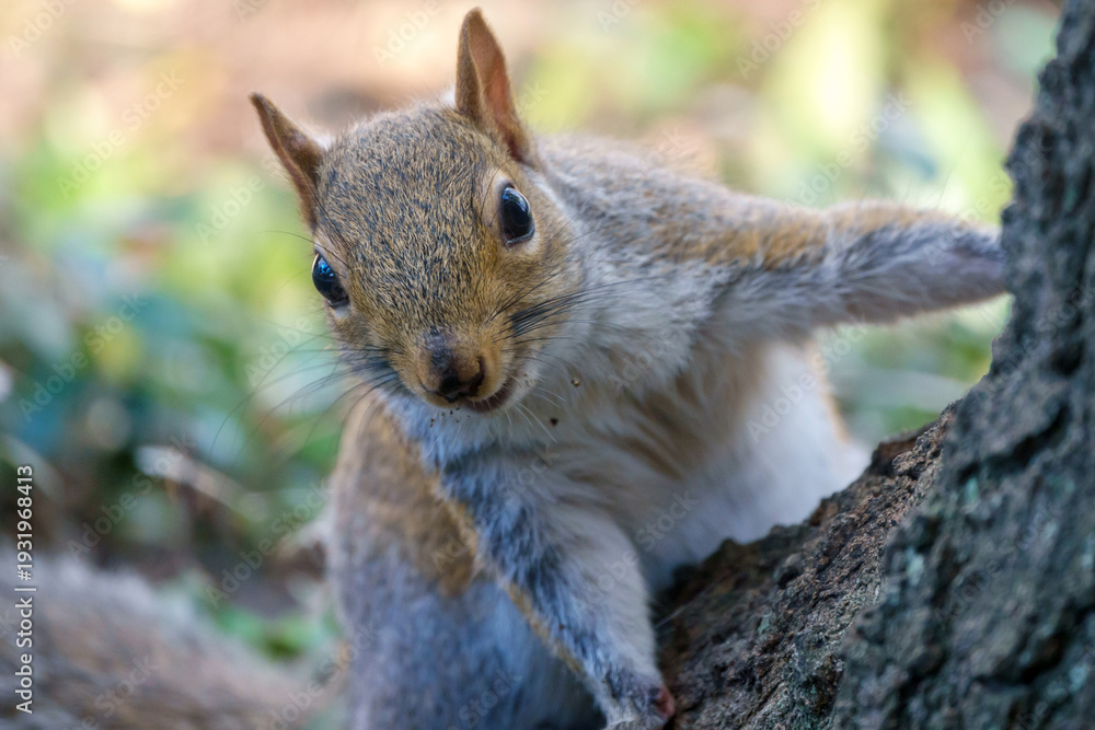 Fototapeta premium Eichhörnchen