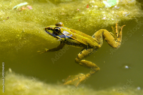 Obraz na płótnie Frosch