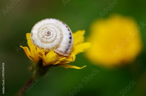 Slug and flower