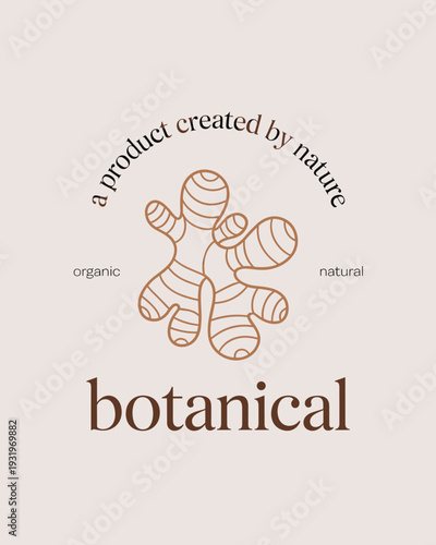 Botanical Organic Ginger Root Logo – Natural Herbal Line Art Illustration