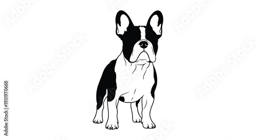 Black and white boston terrier portrait a striking animal silhouette