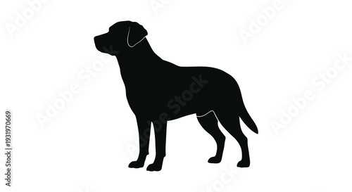 Black labrador retriever profile in a stark dramatic silhouette high quality