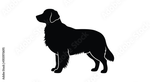 A striking black silhouette of a golden retriever standing in profile