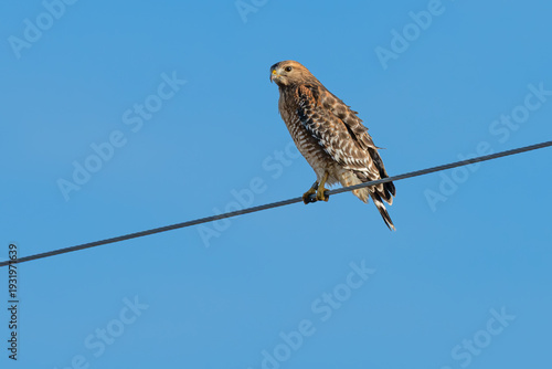 Red-shouldered hawk perched on a wire.