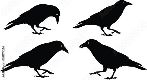 Set of Four Black Crow Silhouettes in Various Poses, Isolated Raven Vector Illustrations for Halloween, Gothic, and Nature Graphic Design,