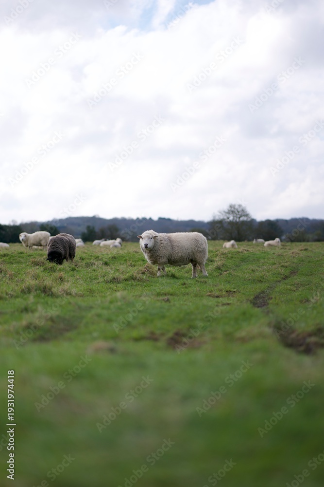 Obraz premium White sheep looking directly at the camera while grazing with a flock in a green rural pasture