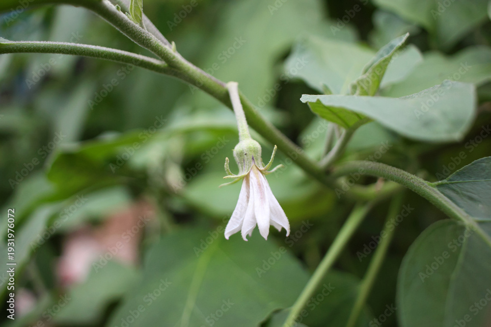 Obraz premium Eggplant plant flower background, eggplant plant flower