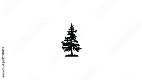 Silhouetted evergreen tree against white backdrop. Branches & needles are detailed. Forest symbol