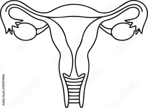 Female Reproductive System Vector Icon, Uterus and Ovaries Minimalist Line Art Illustration
