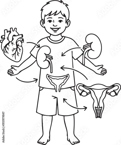 Child Anatomy Education Illustration with Internal Organs Heart Kidneys and Female Reproductive System Line Art Vector