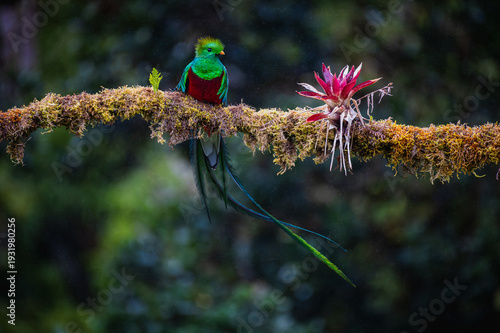 Cuadro en lienzo Resplendent quetzal (Pharomachrus mocinno)