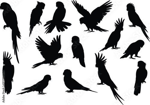 Black Parrot Silhouette Set Featuring Macaw Cockatoo and African Grey Birds in Flying Perching and Standing Poses Isolated on White Background