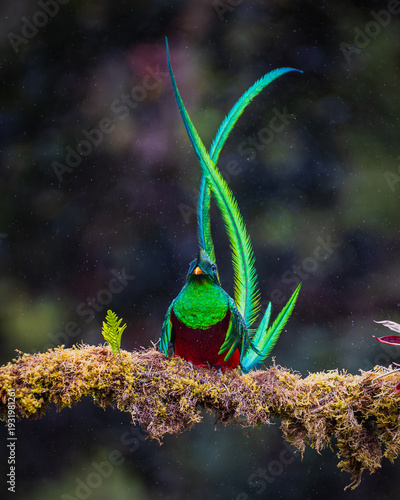 Resplendent quetzal (Pharomachrus mocinno) 