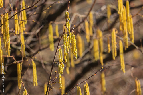 Erlenblüten im Frühjahr