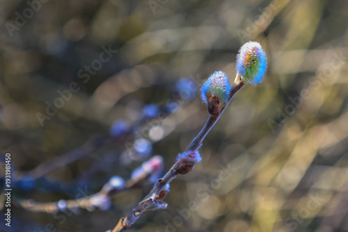 Erlenblüten im Frühjahr