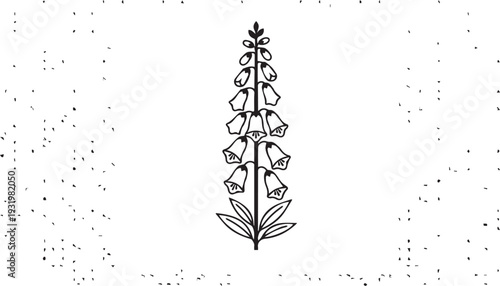 Tall Foxglove Silhouettes with Alternating Bell-Shaped Blooms