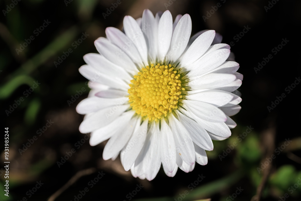 Obraz premium Captivating image of dewcovered white daisy petals radiant in morning sunlight