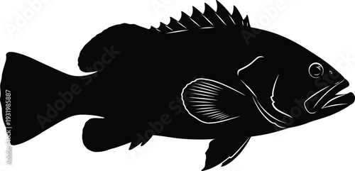Large bass fish silhouette illustration, freshwater sport fishing species isolated on white background detailed vector design