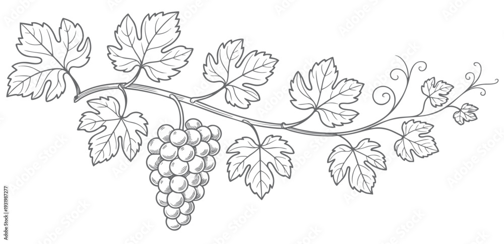 Naklejka premium Vintage vineyard grape branch with hanging clusters in ink engraving. Hand drawn grapevine composition isolated on white background.