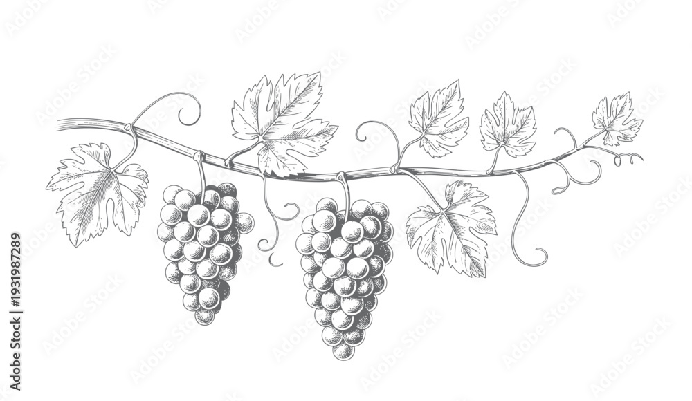 Naklejka premium Vintage vineyard grape branch with hanging clusters in ink engraving. Hand drawn grapevine composition isolated on white background.