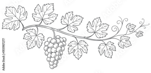 Vintage vineyard grape branch with hanging clusters in ink engraving. Hand drawn grapevine composition isolated on white background.
