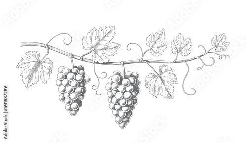 Vintage vineyard grape branch with hanging clusters in ink engraving. Hand drawn grapevine composition isolated on white background.