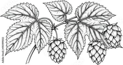 Hand Drawn Vintage Hops Branch Vector Illustration with Detailed Leaves and Cones for Craft Beer Labels, Brewery Branding, and Botanical Herb Designs