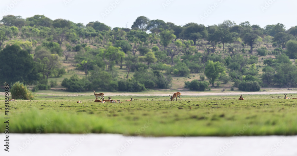 Fototapeta premium Herd of Red Lechwe (Kobus leche) Grazing in Lush Green Wetlands of Botswana