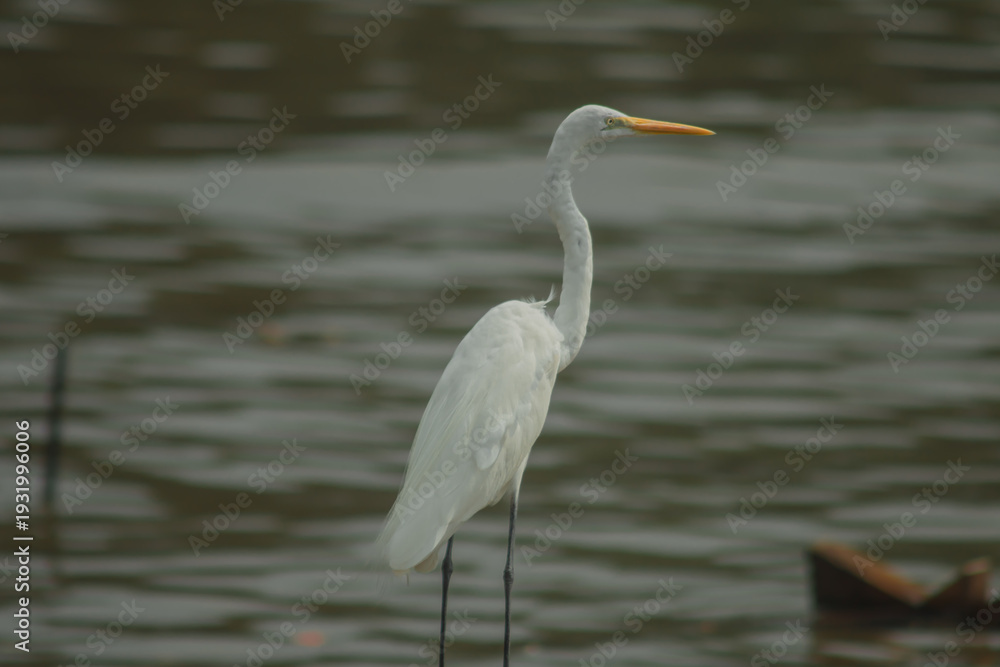 Naklejka premium White egret wading in calm water with soft ripples, elegant wild bird in natural wetland habitat. Wildlife nature scene with graceful avian standing in peaceful outdoor environment.