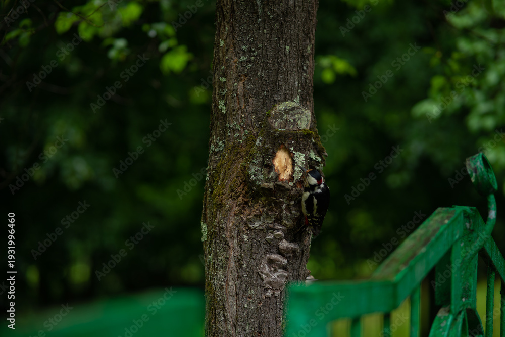 Fototapeta premium Great Spotted Woodpecker Foraging on Tree Trunk . Wildlife Nature Close-up