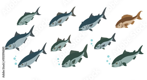 Diverse fish collection on white background featuring colorful marine animals