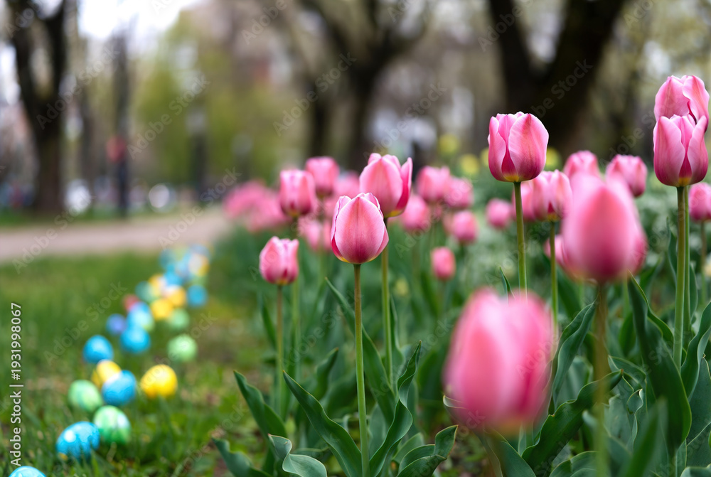 Fototapeta premium Pink tulips blooming near colorful decorated Easter eggs on green grass. This vibrant spring landscape is perfect for holiday greeting cards and seasonal garden advertisements.